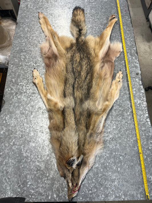 Grey Wolf Fur Pelt