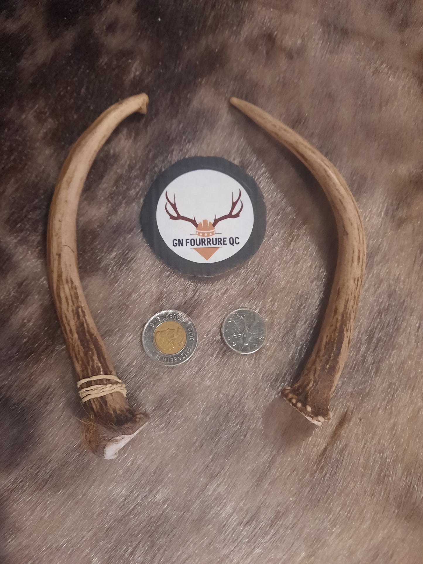 Bois de cerf, simple
