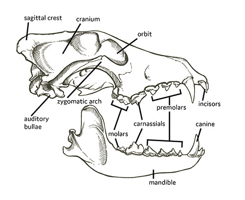 Fox Teeth - Packs