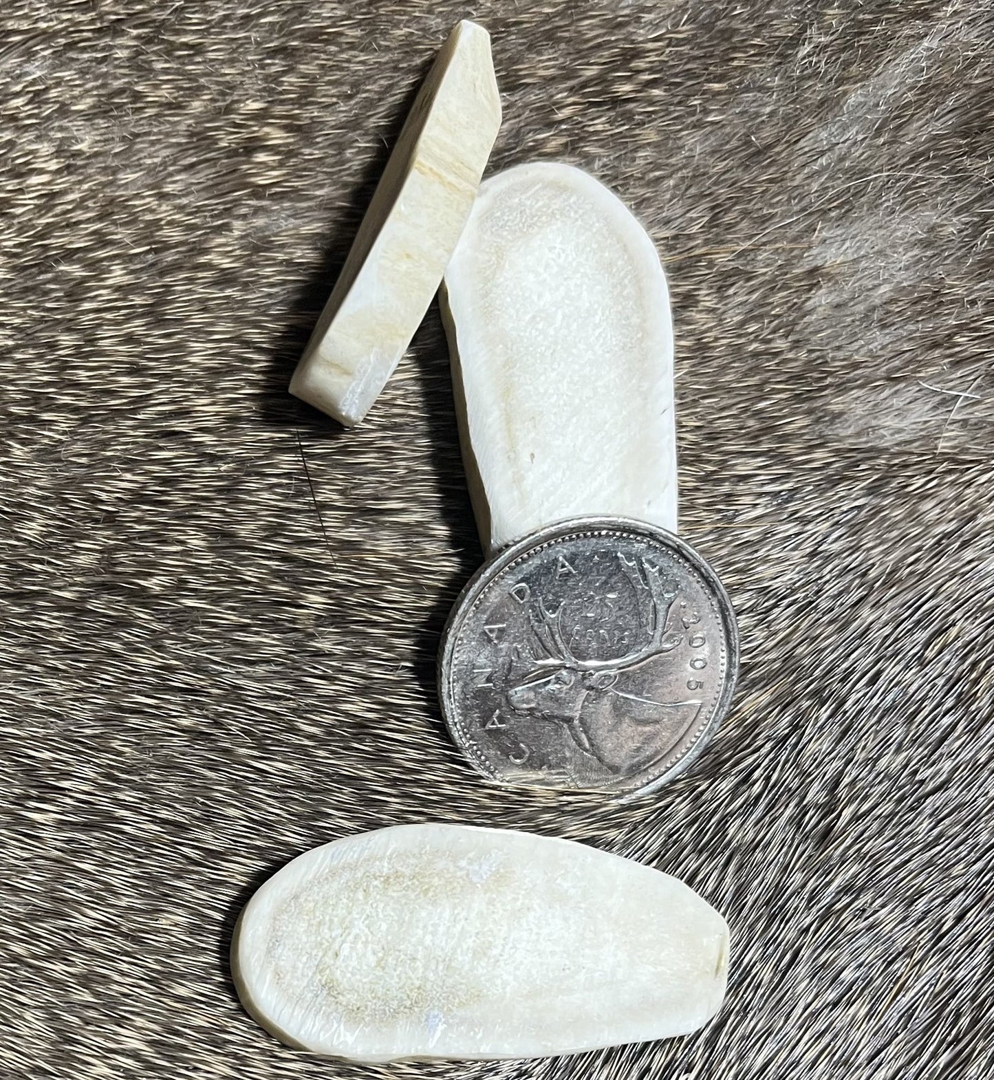 Deer Antler Slices