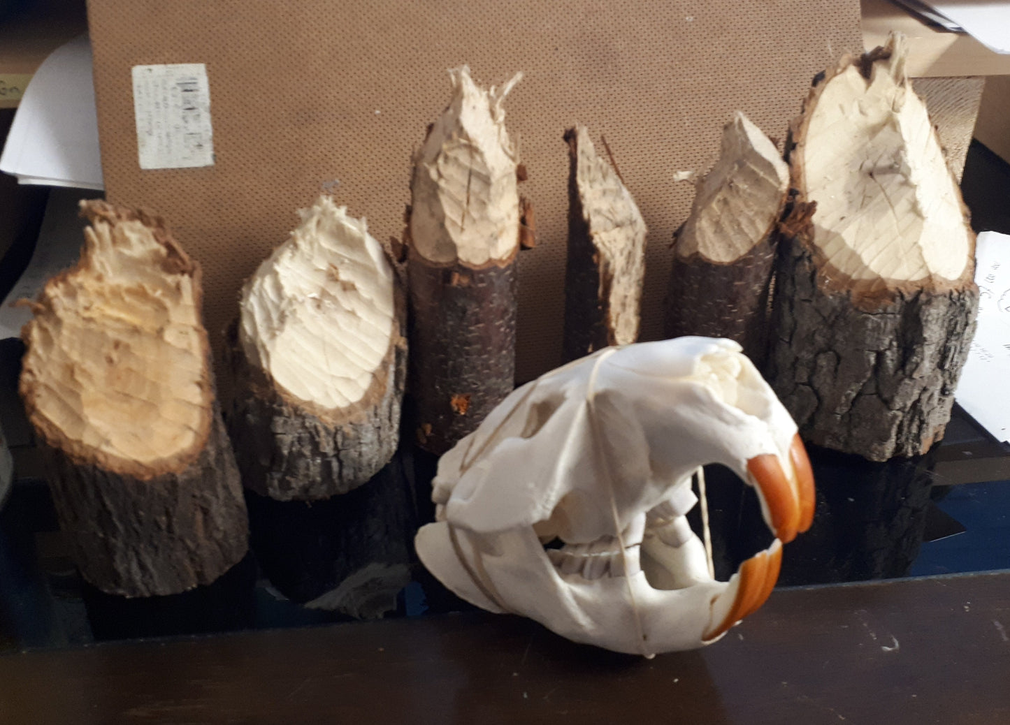 Beaver Wood