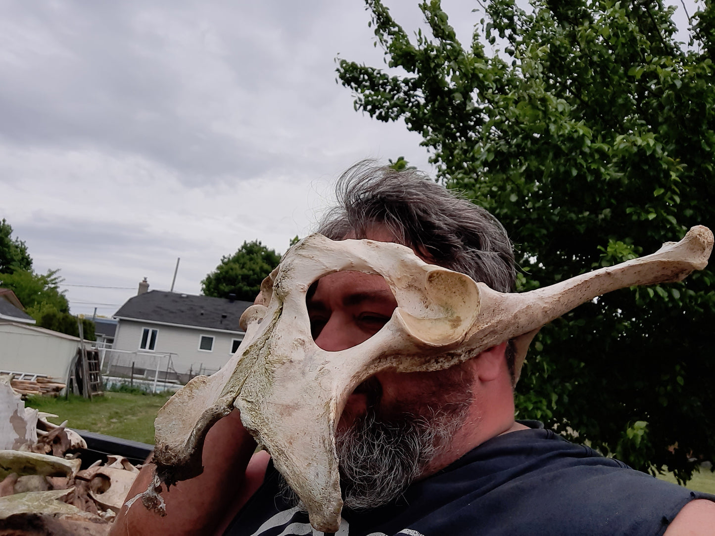 Extra Large Animal Hip Bones - Pelvis