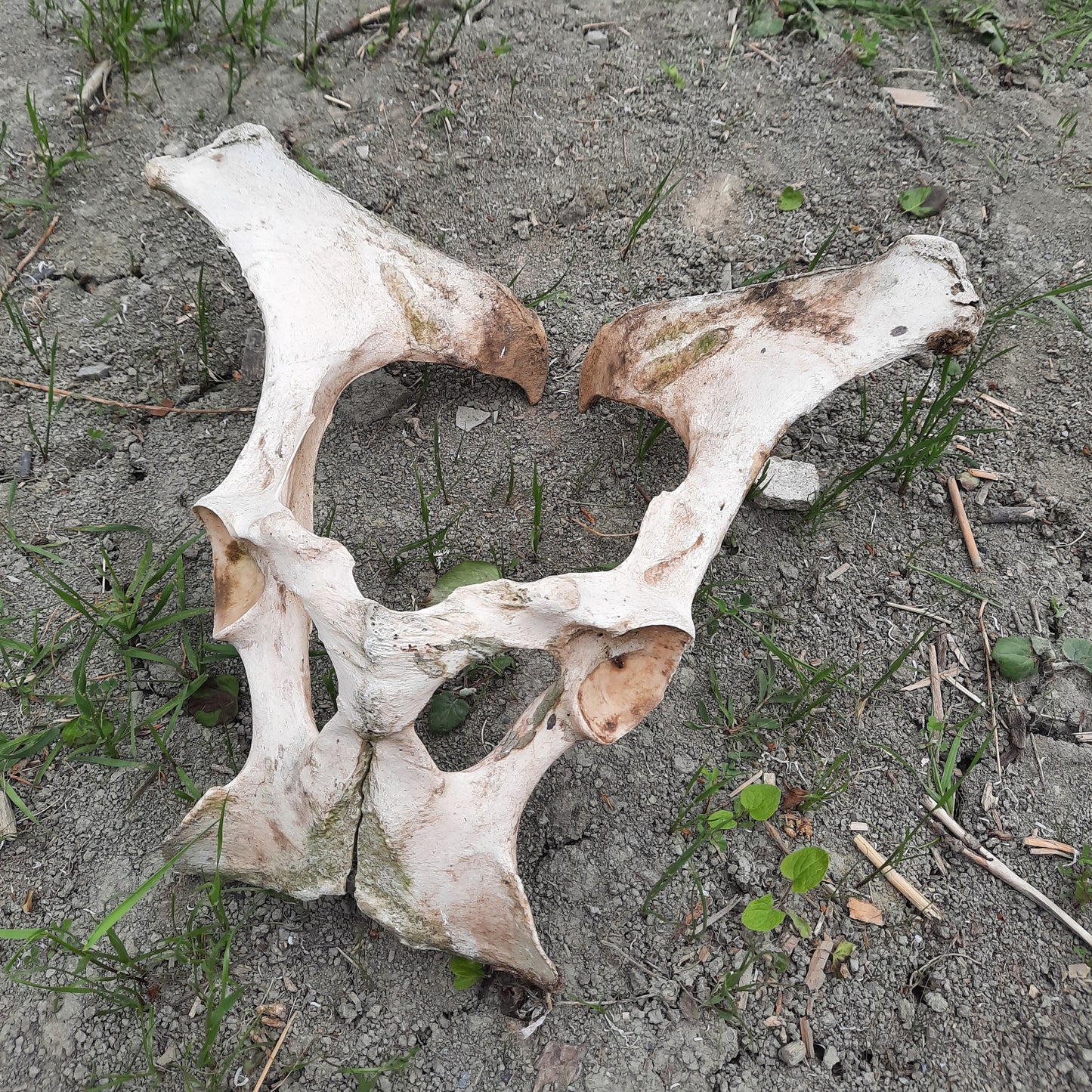 Extra Large Animal Hip Bones - Pelvis