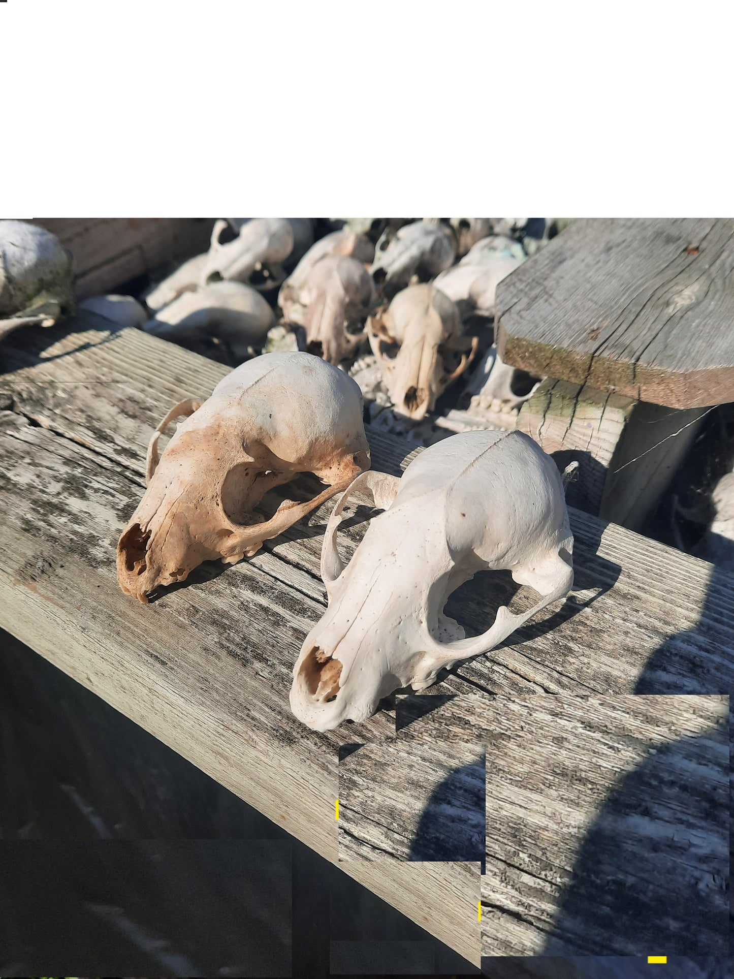 Raccoon Skull