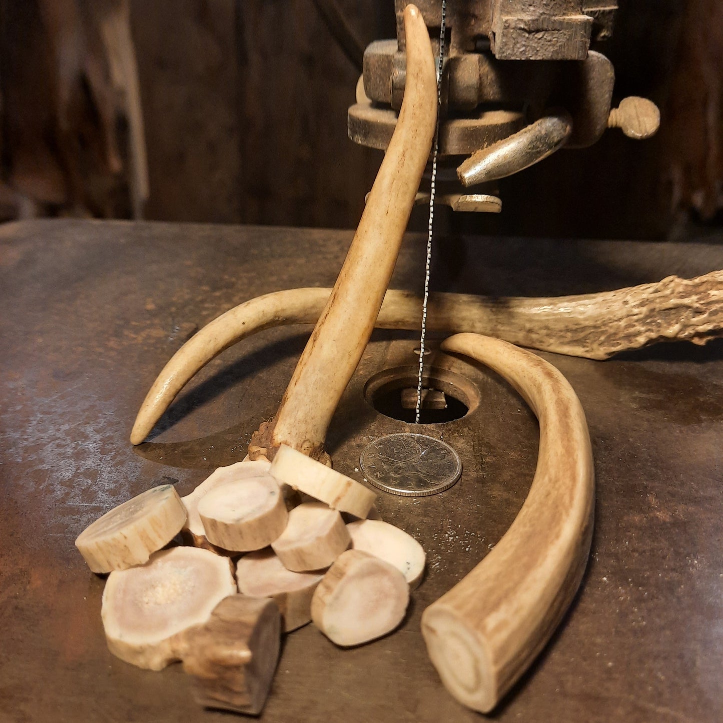 Deer Antler Slices