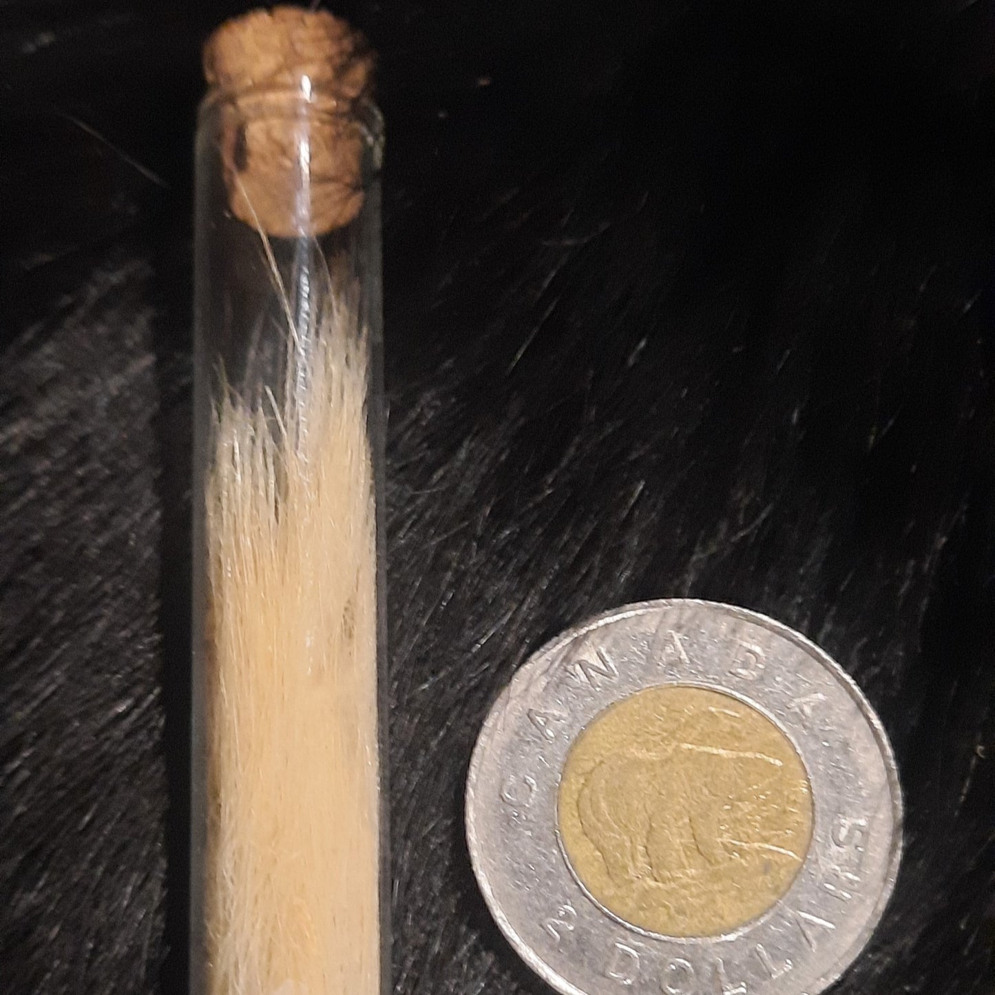 Polar bear fur vial