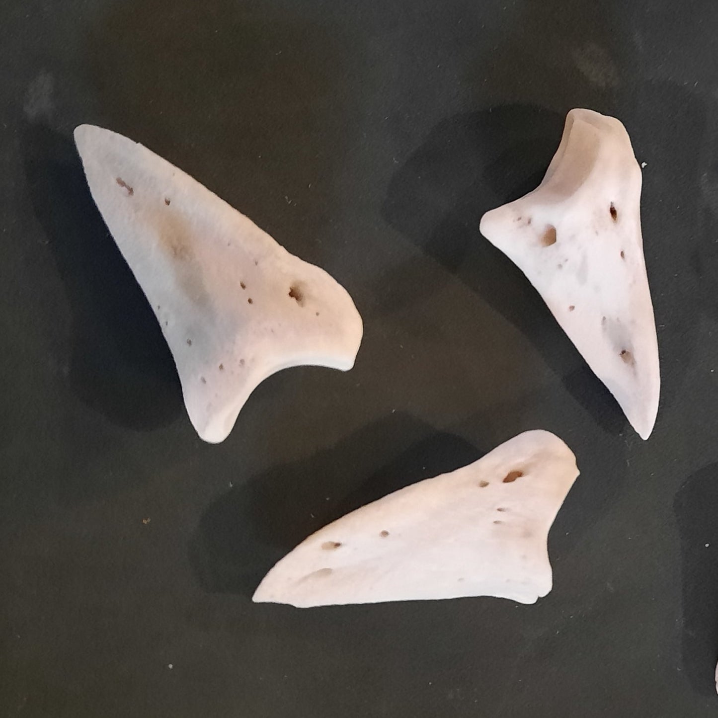 Coffin Deer Bone