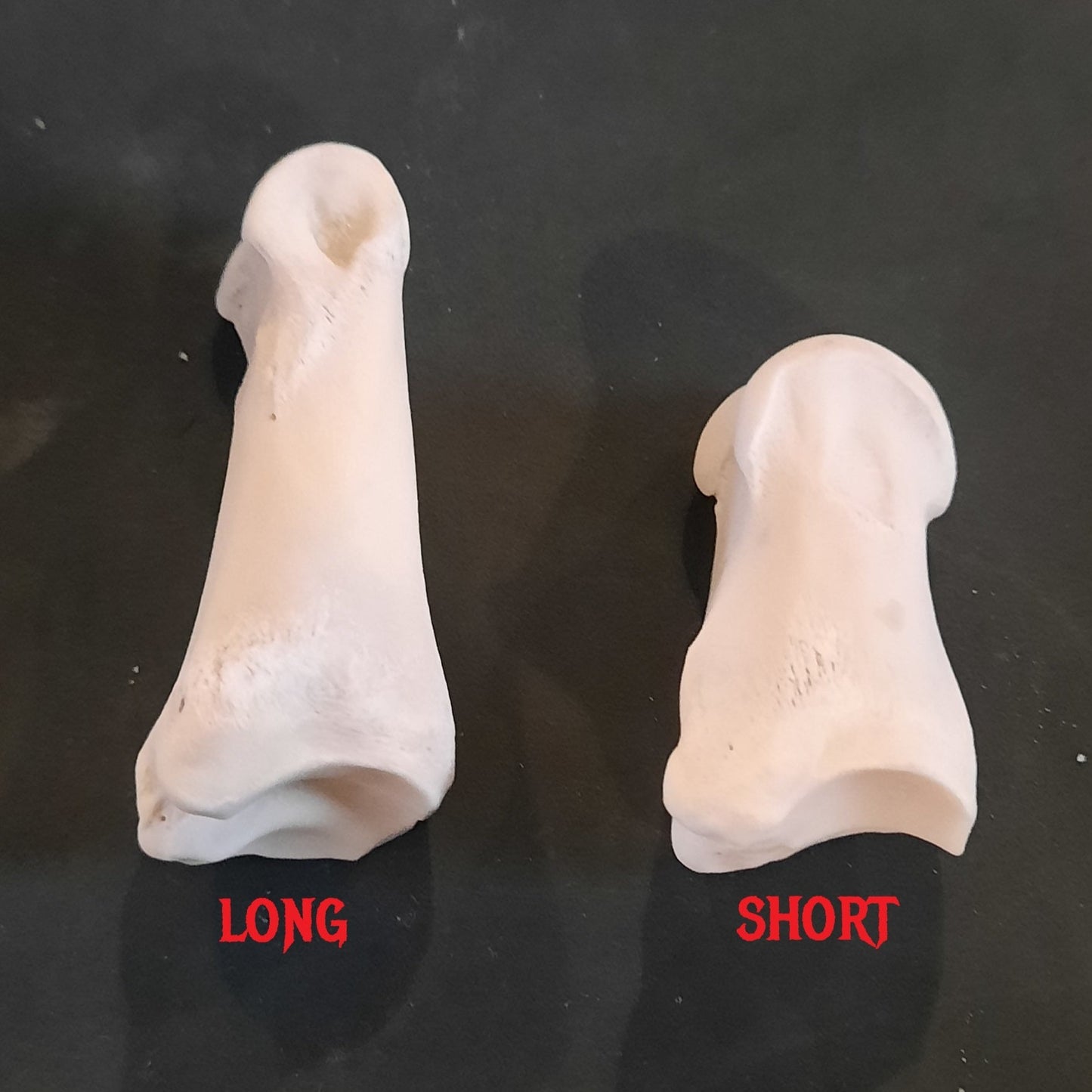 Short Pastern Deer Bone