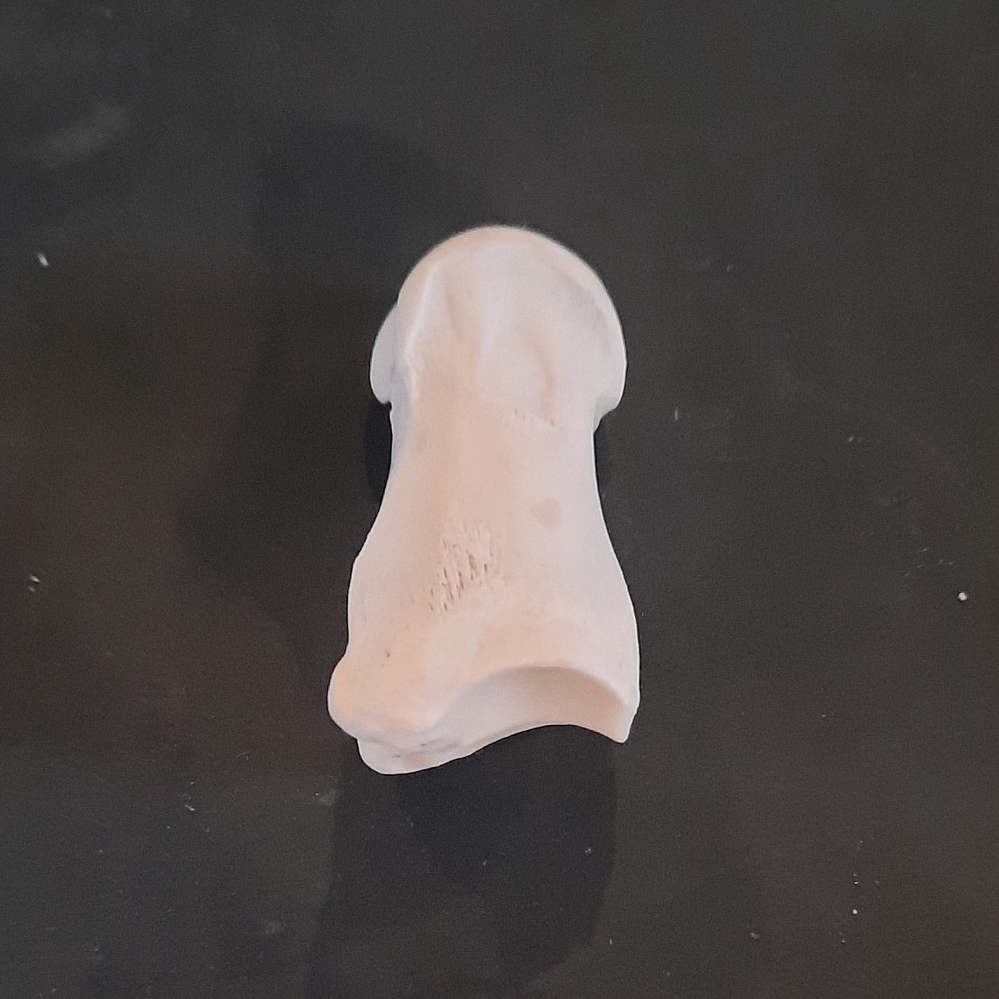 Short Pastern Deer Bone