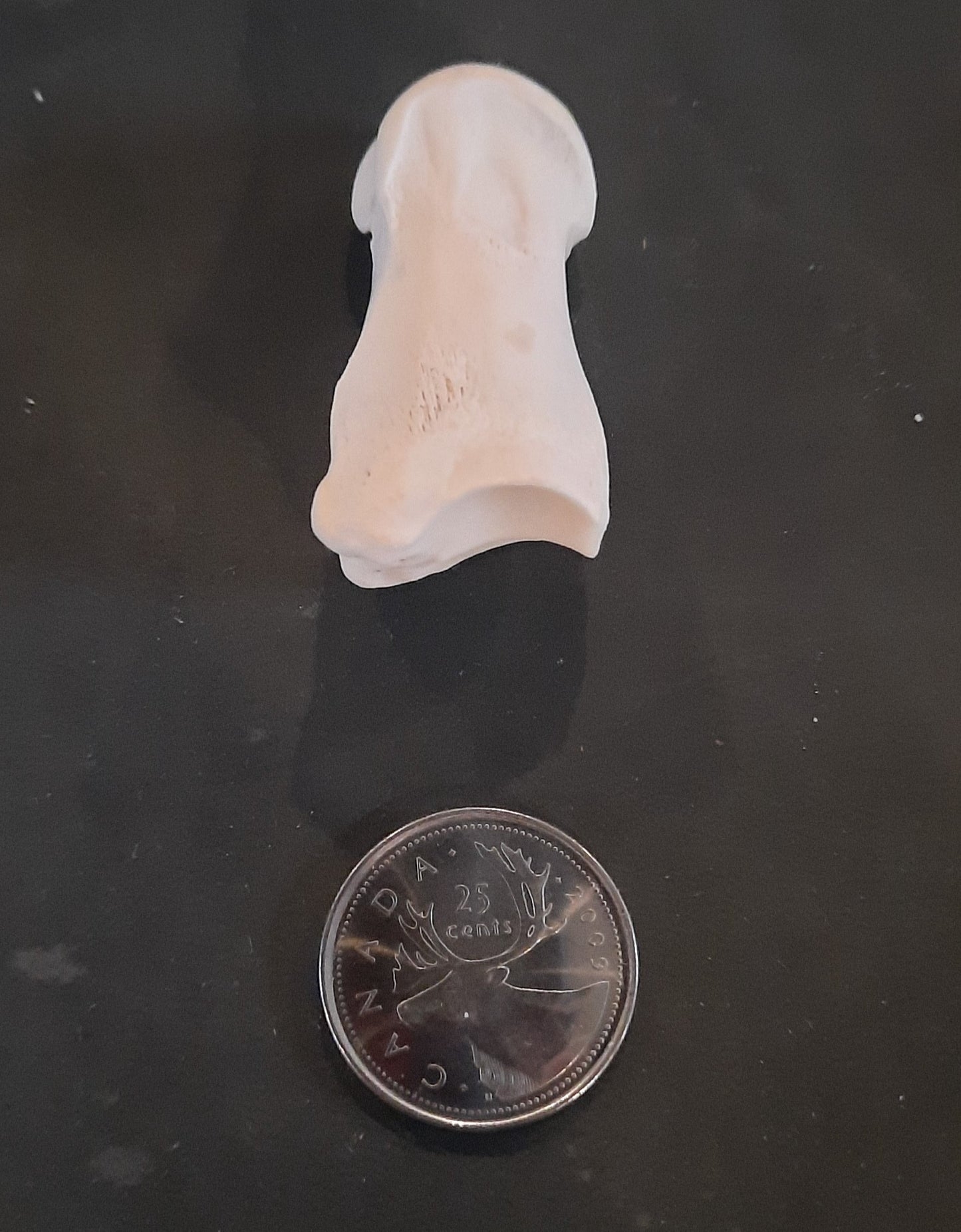 Short Pastern Deer Bone