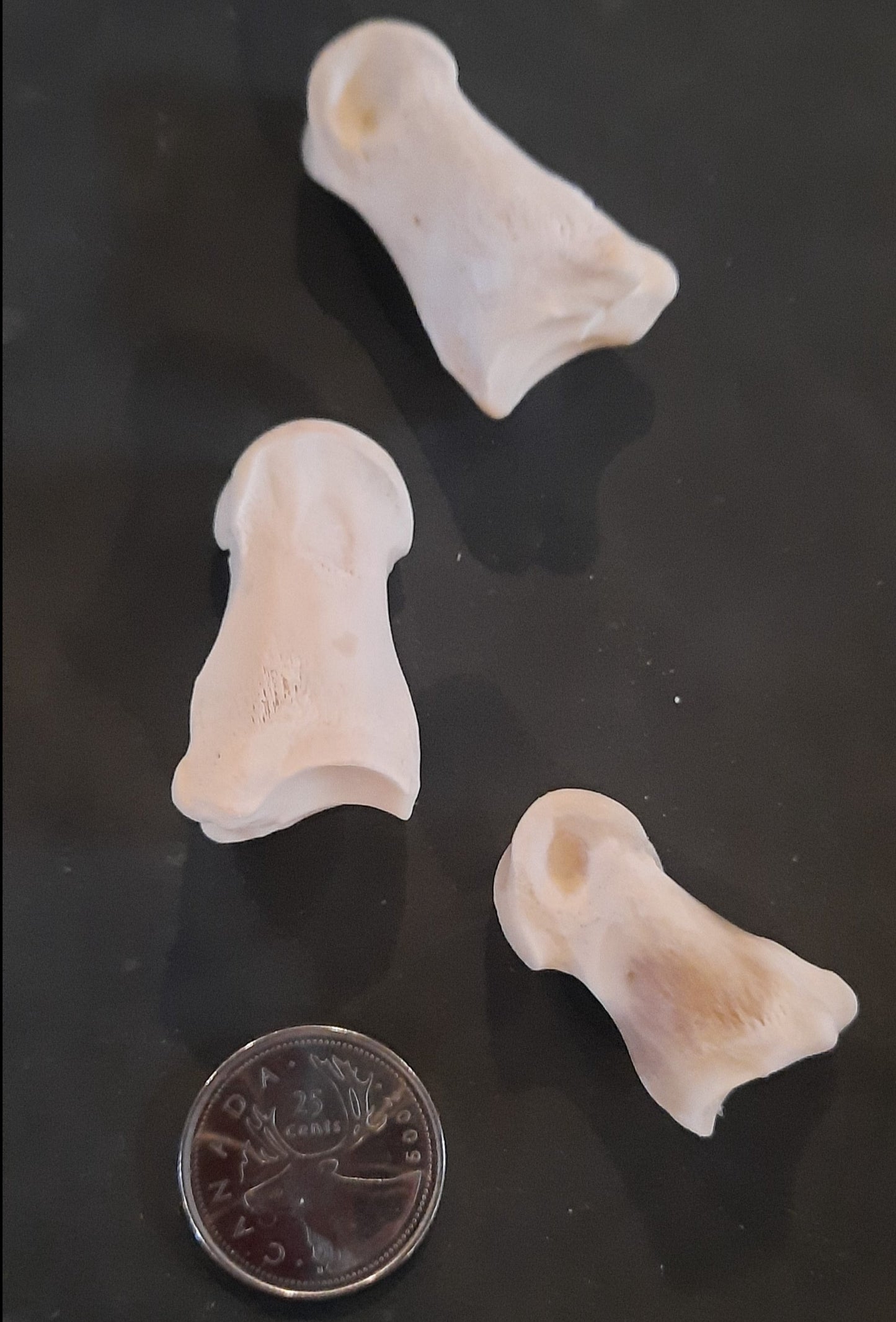 Short Pastern Deer Bone