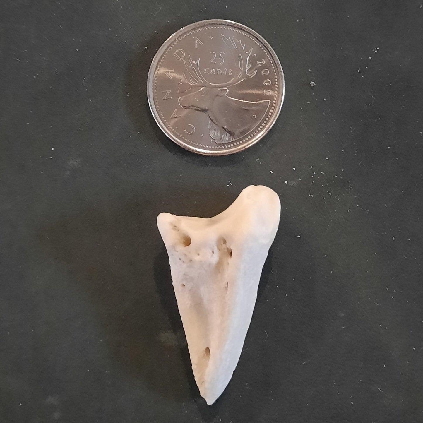 Coffin Deer Bone