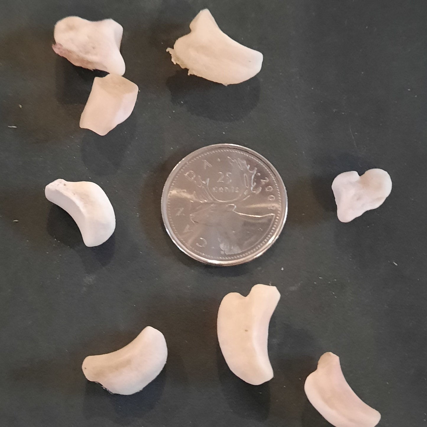 Small Phalanges Deer Bone
