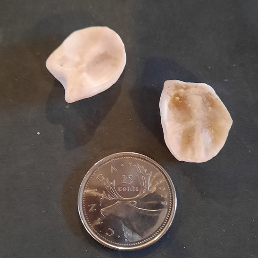 Upper Tibia Deer Bone