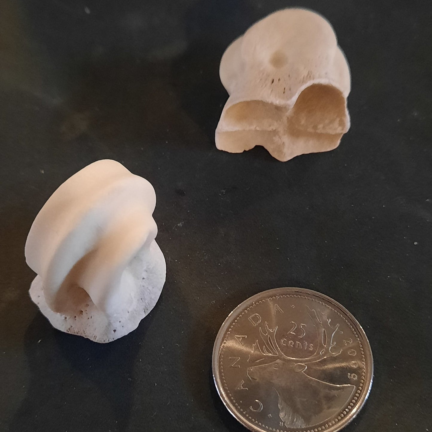 Tibia Ball Deer Bone