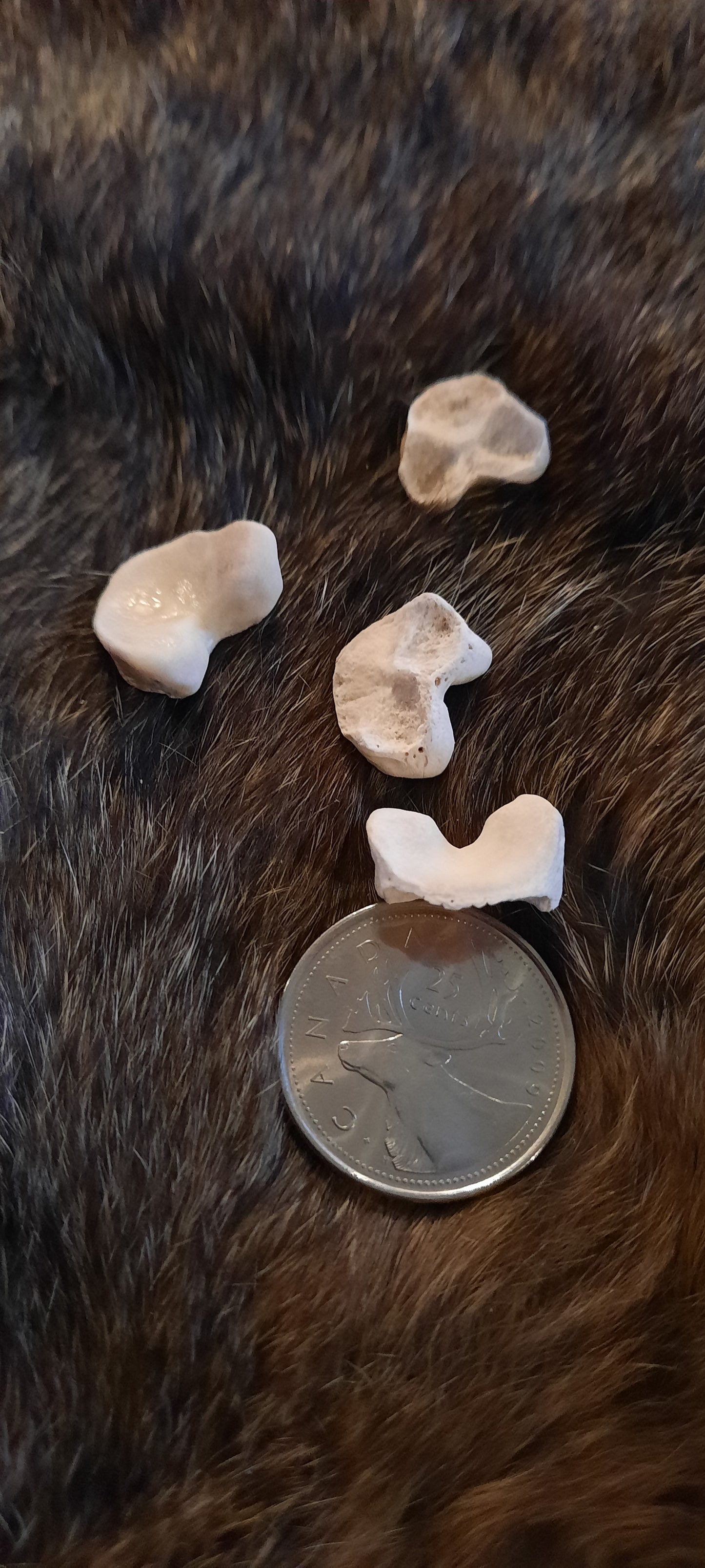 Bear bone - Phalangial bases