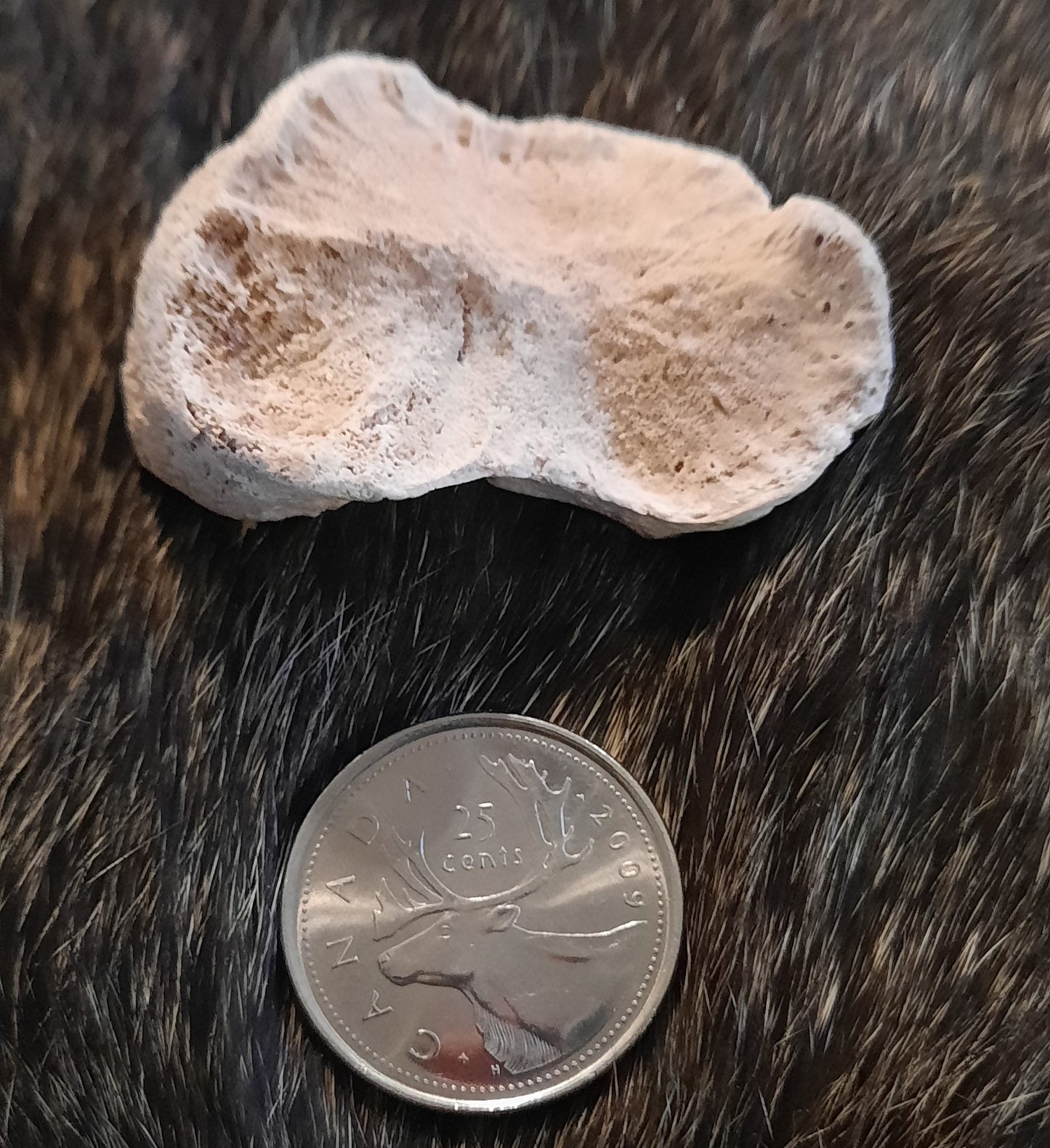 Bear Bone - Scapholunar Wrist Bone