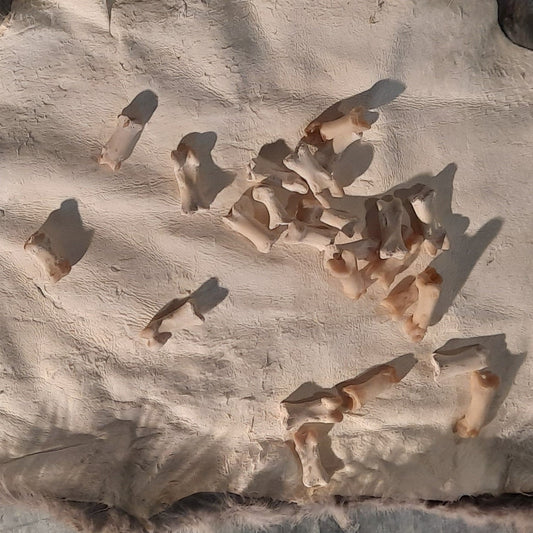 Druid Divination Bones, Phalanx (bear)