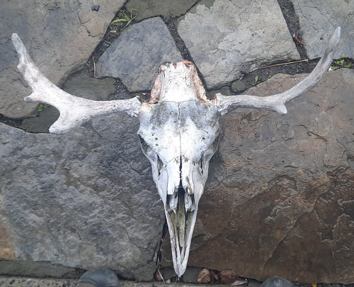 Moose Skull