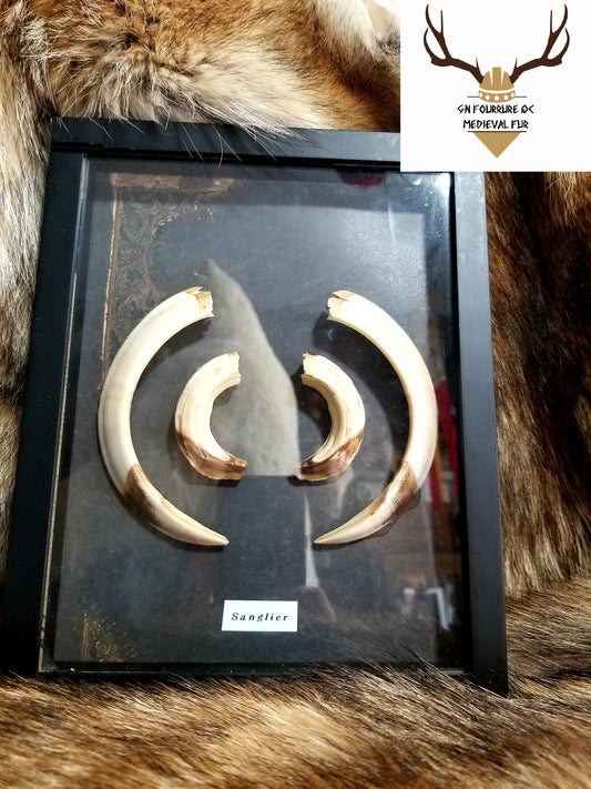 Wild Boar Teeth in a Frame