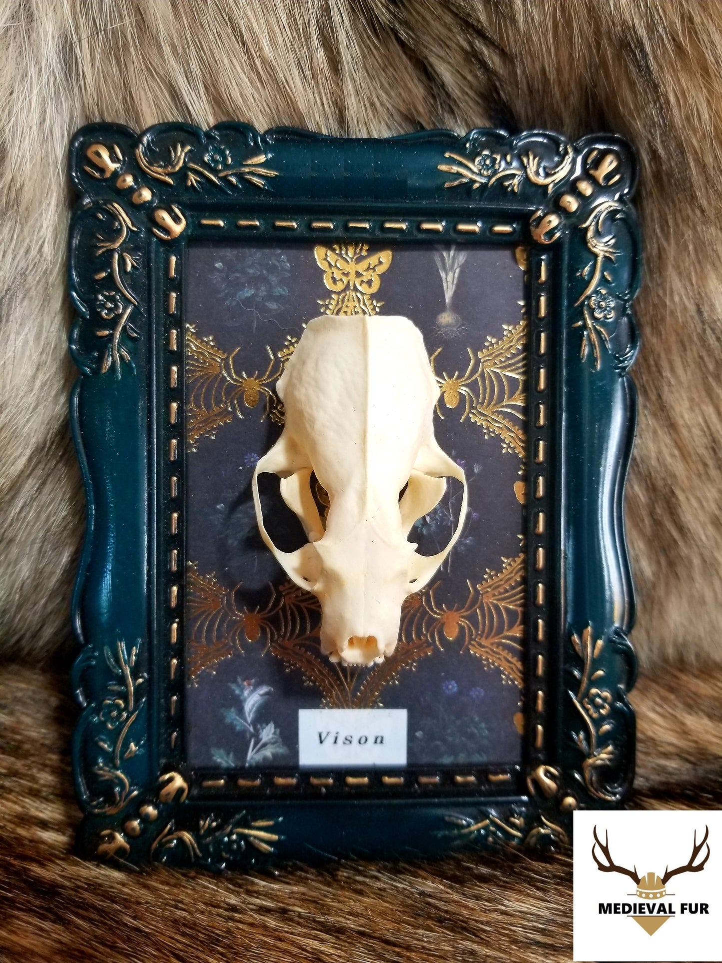 Framed Mink Skull