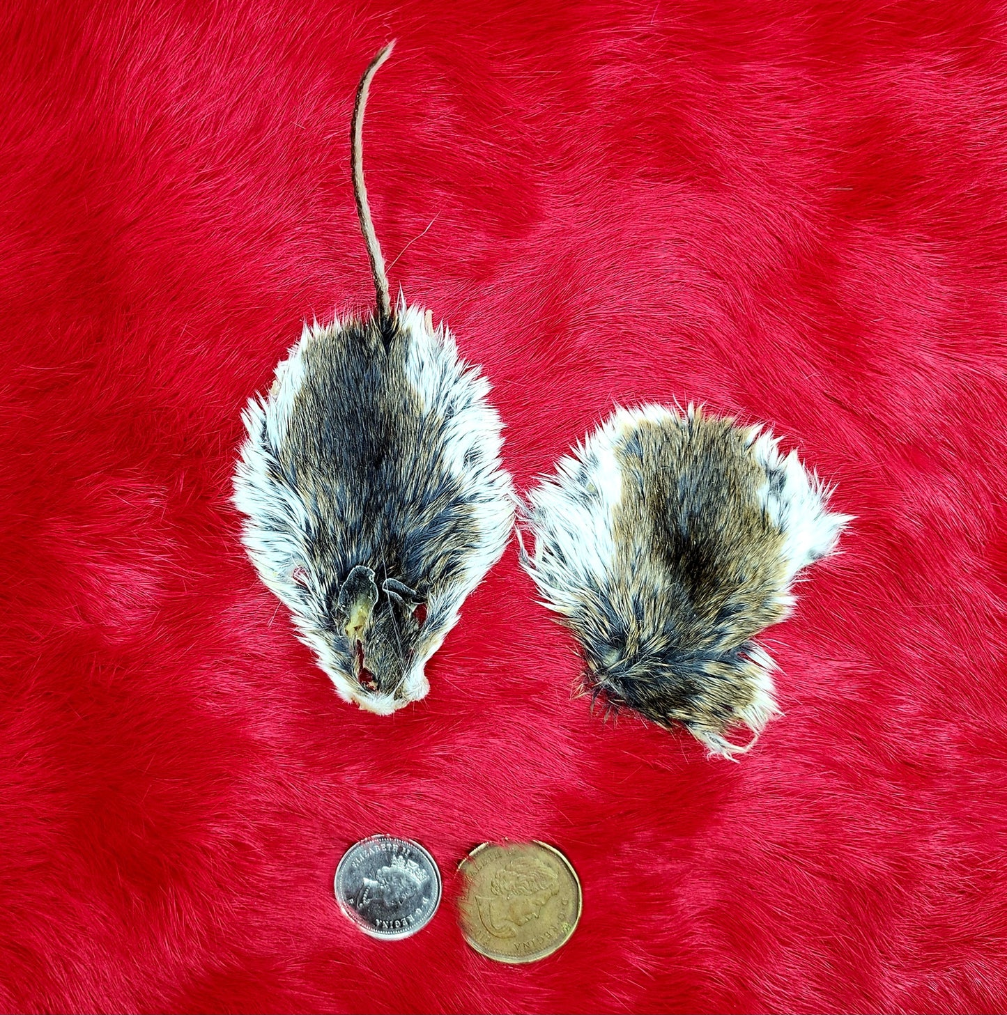 Mouse Fur Pelts