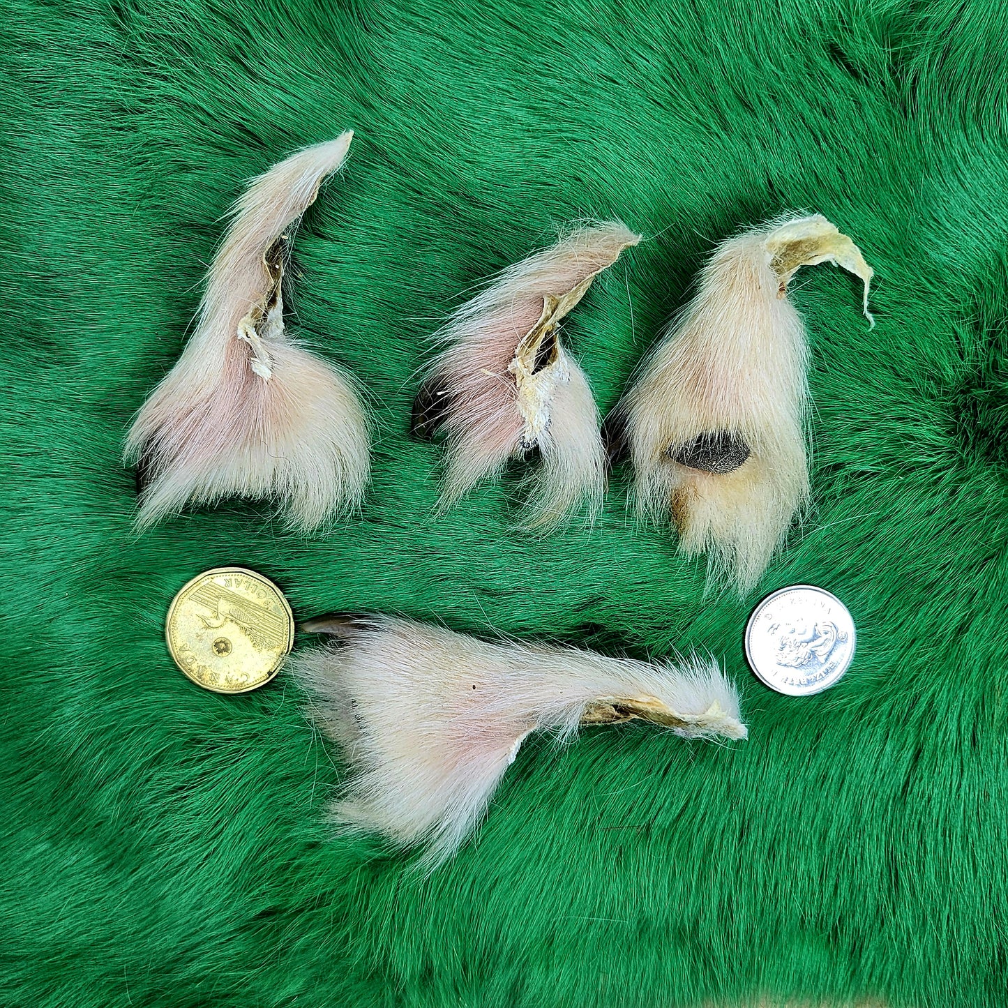 Wolf Claw, Premium Quality