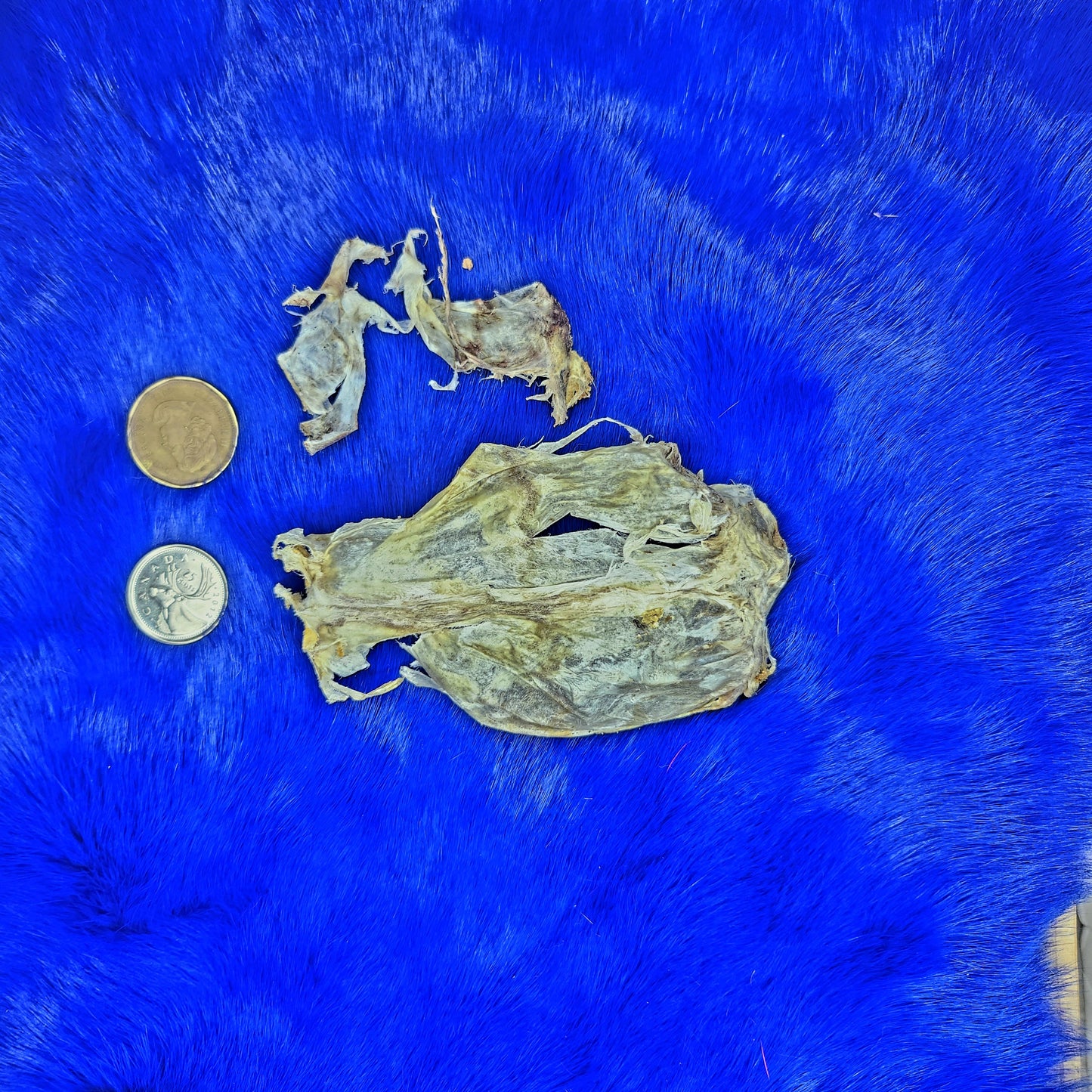 Deer "Dura mater"