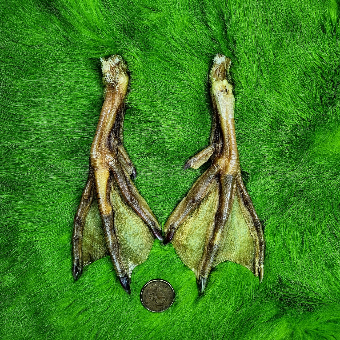 Duck Feet (farm raised)