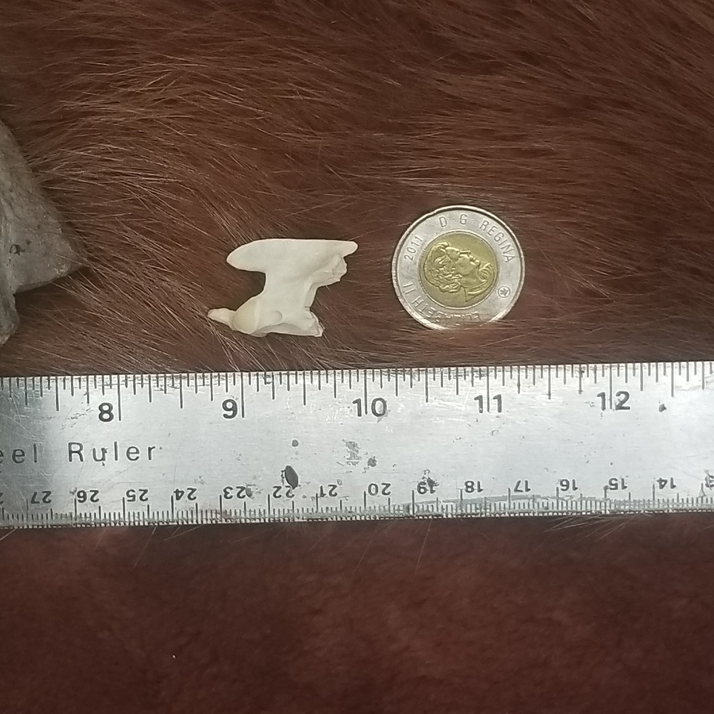 Cat Bones - Vertebrae