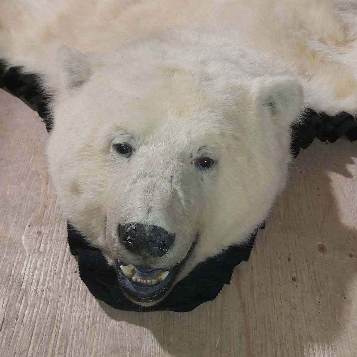 Polar Bear Fur - Rug 75 inches