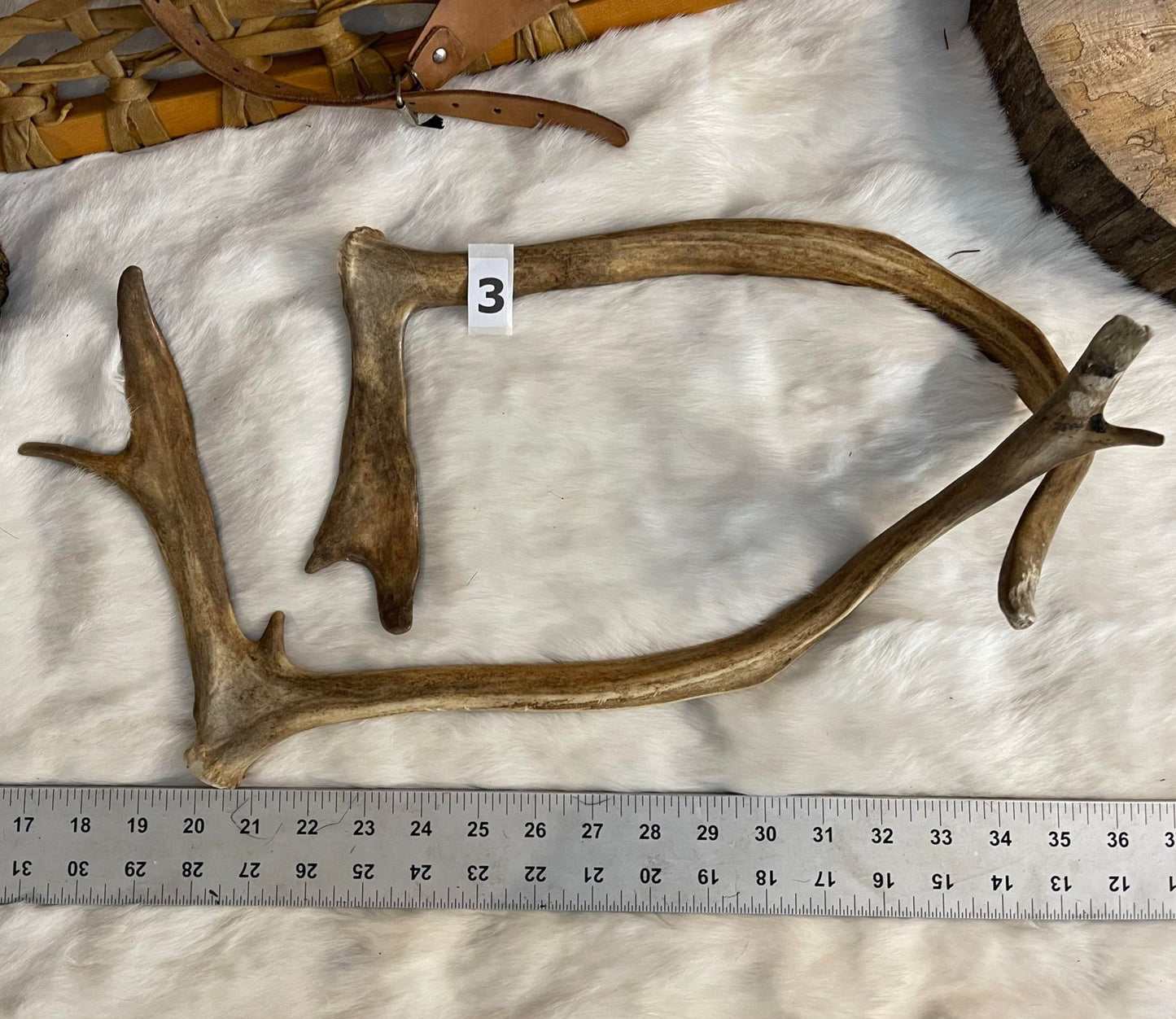 Paire de bois de caribou