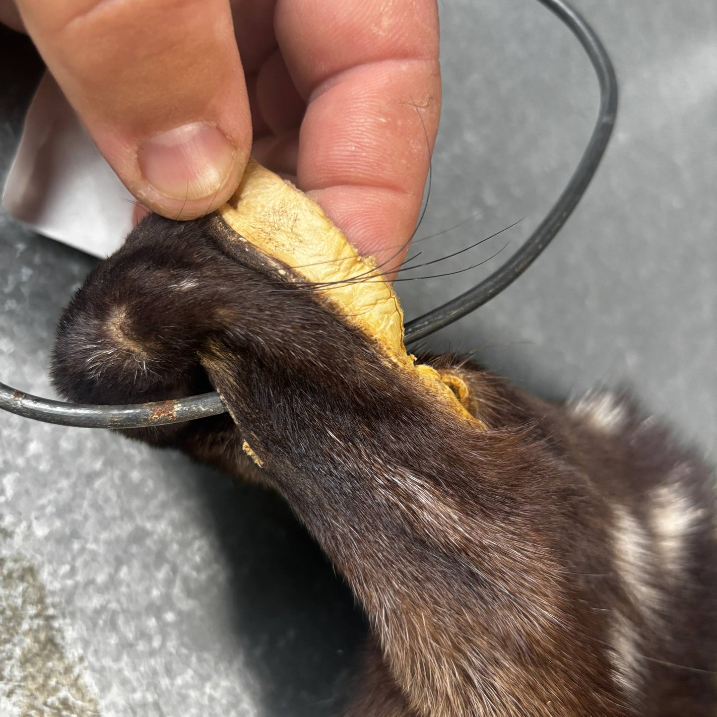 Wolverine Fur Pelt