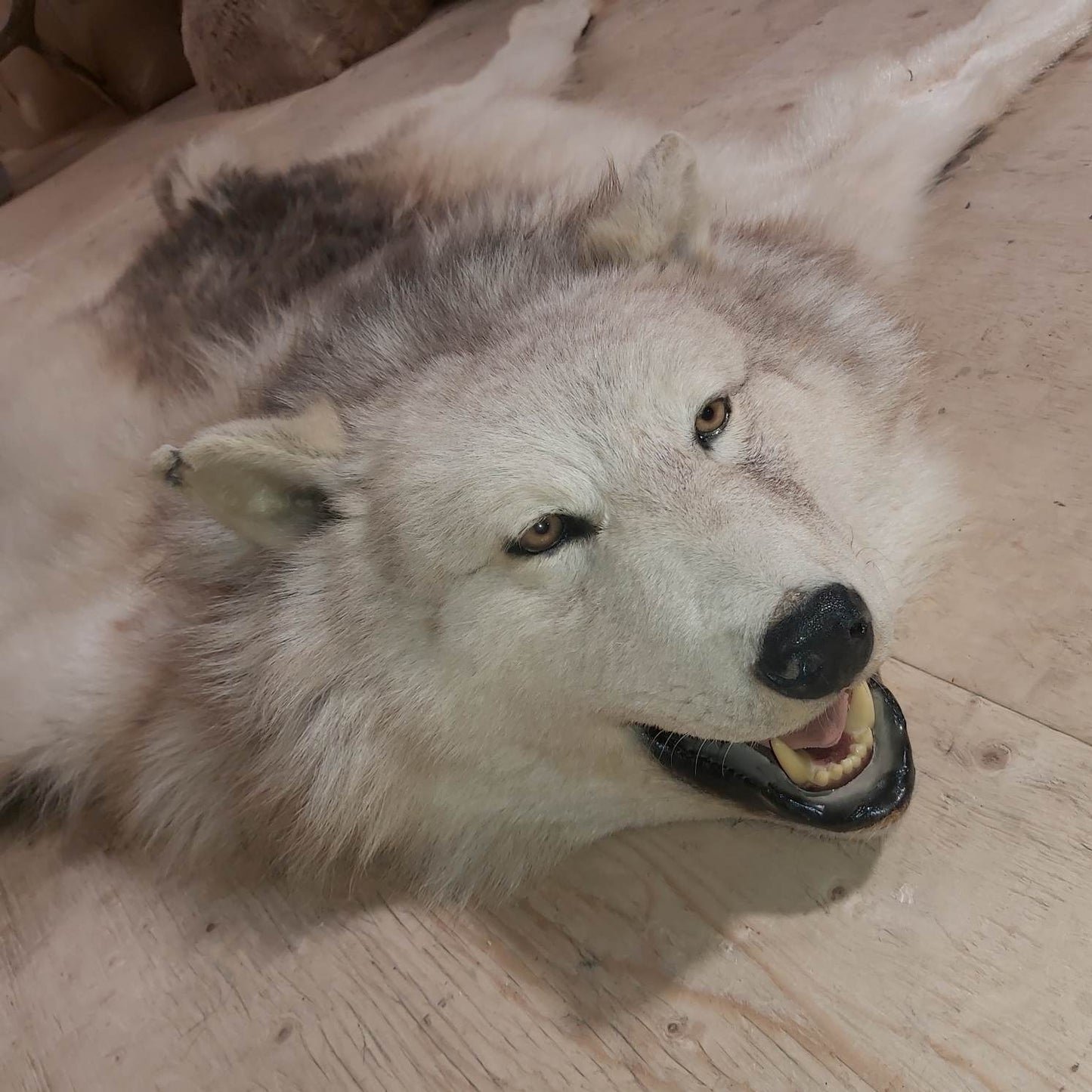 Fourrure de loup arctique - Tapis 71 pouces