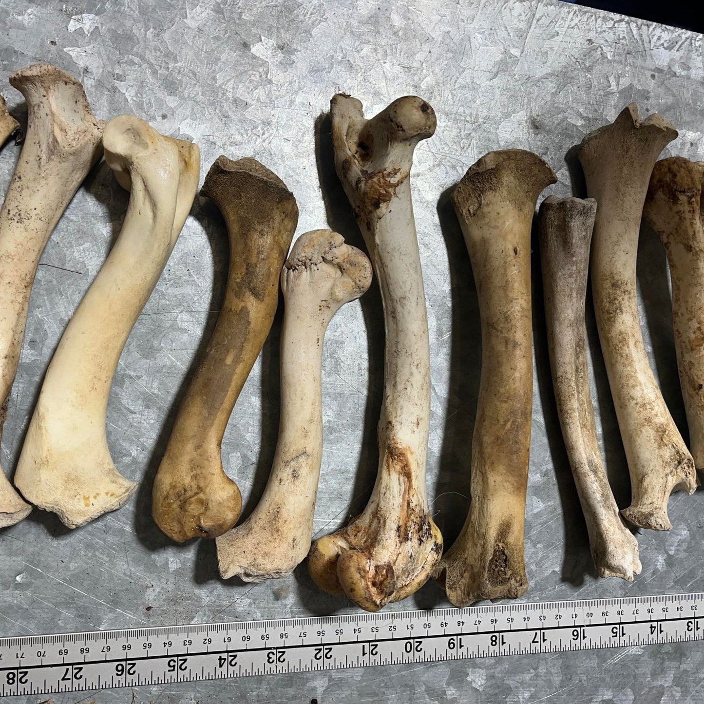 Metacarpus Horse Bone