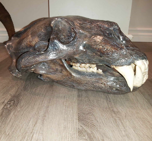Polar Bear Skull - Antique Finish
