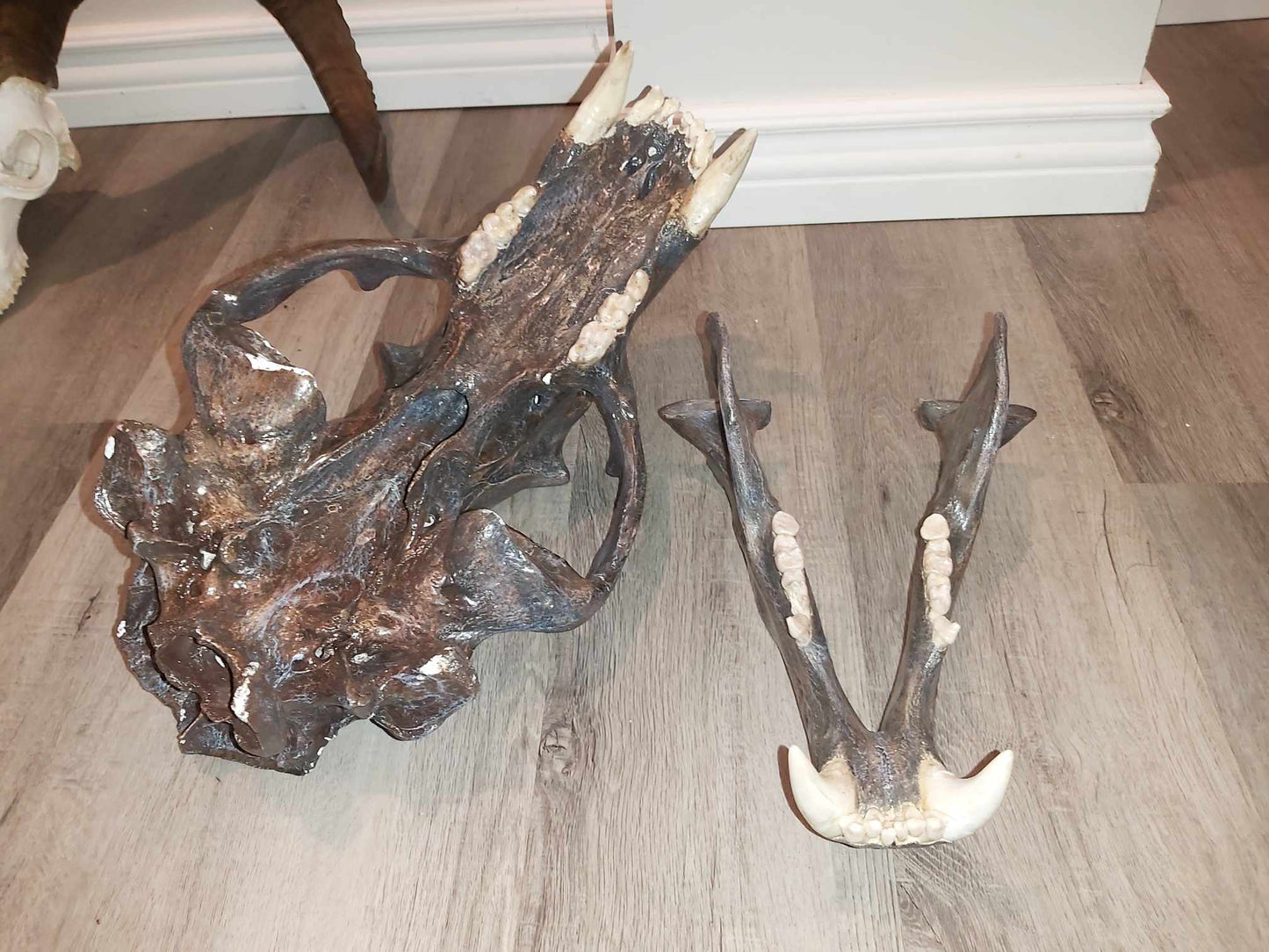 Crâne d'ours polaire - finition antique