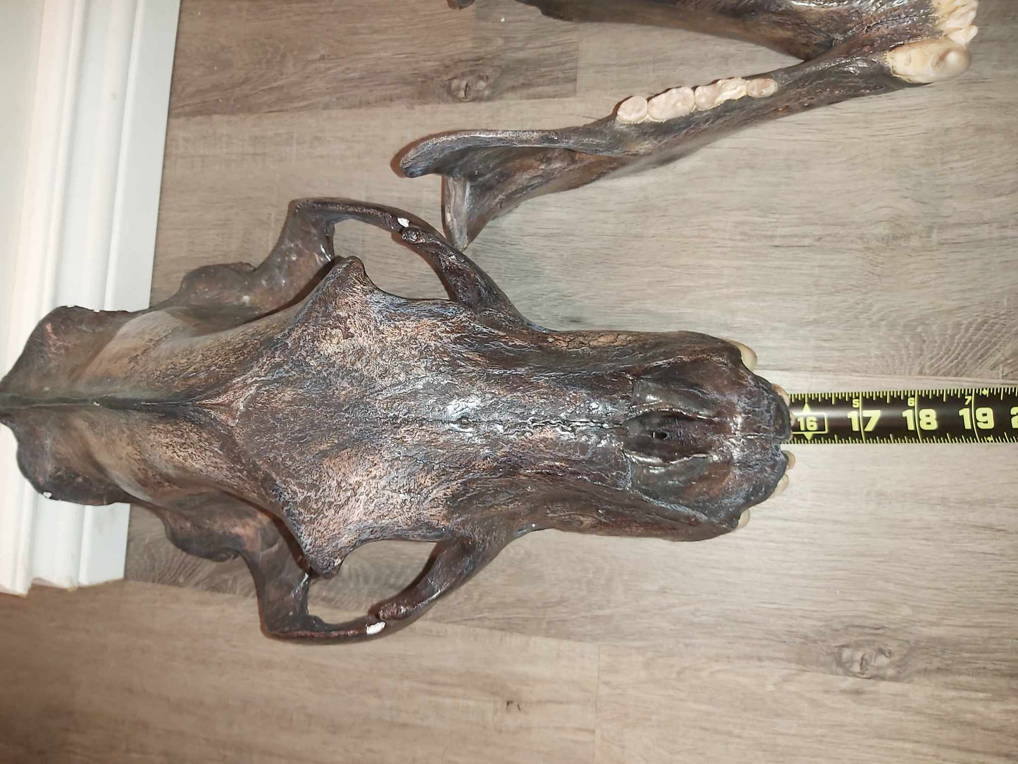 Crâne d'ours polaire - finition antique