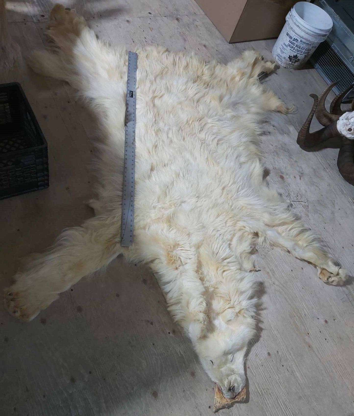 Polar Bear Fur - 80 inches - Narrow