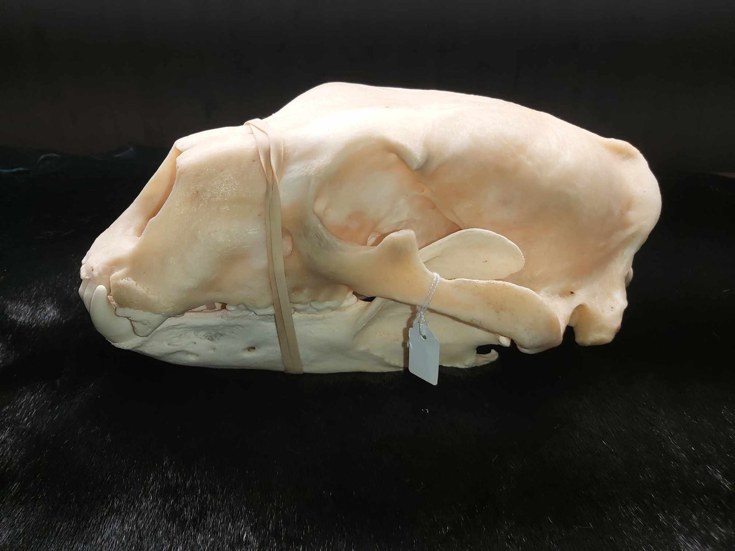 Crâne d'ours polaire - Endommagé 13,25"