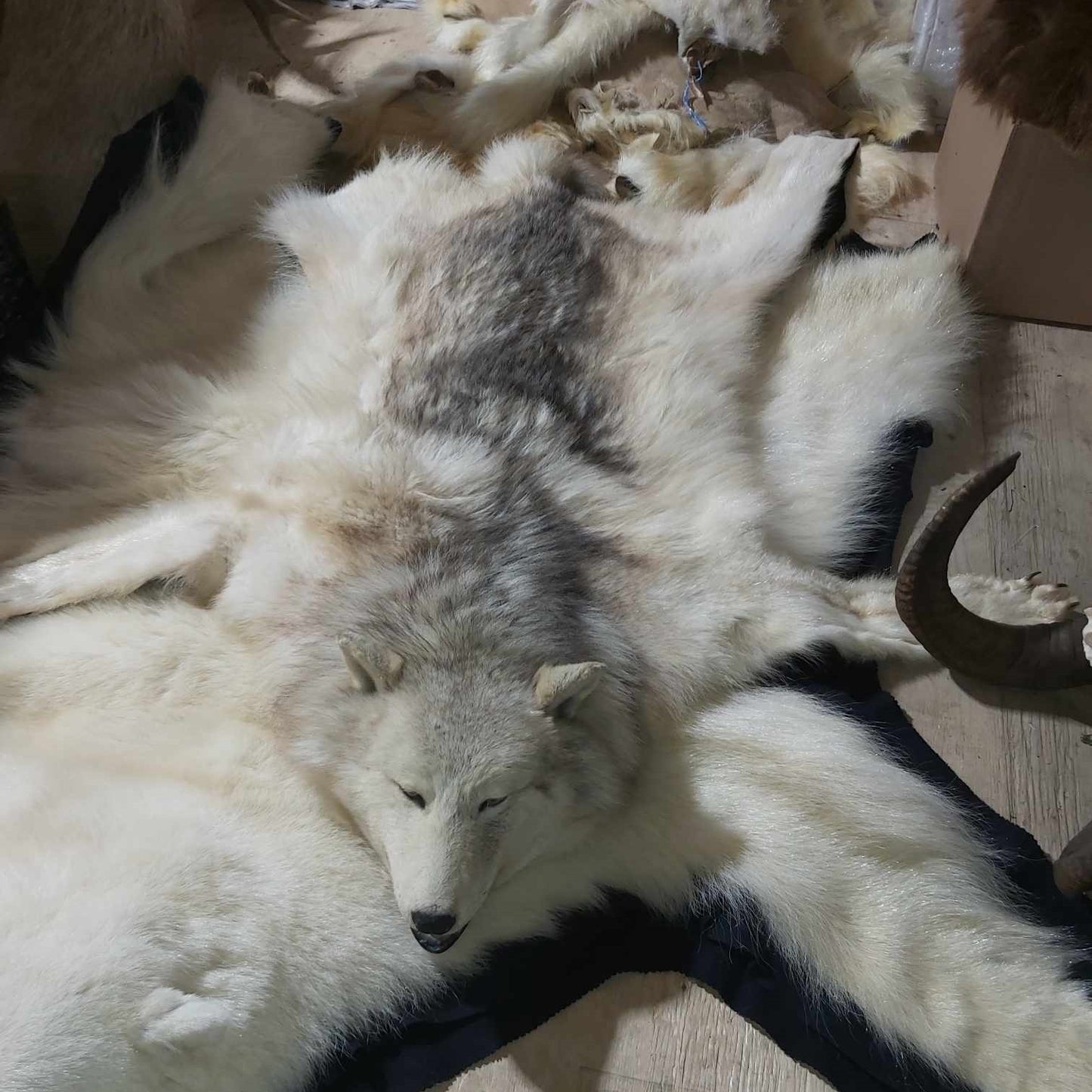 Fourrure de loup arctique - Tapis 71 pouces