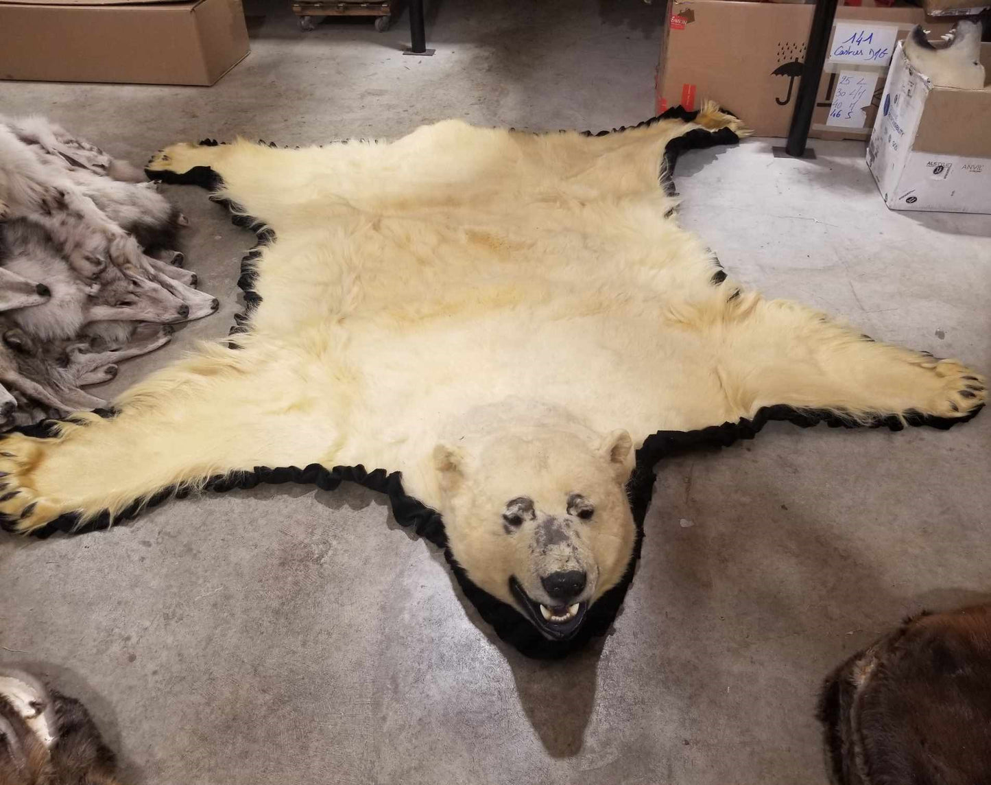 Polar Bear Fur - Rug 96 inches - Scarred