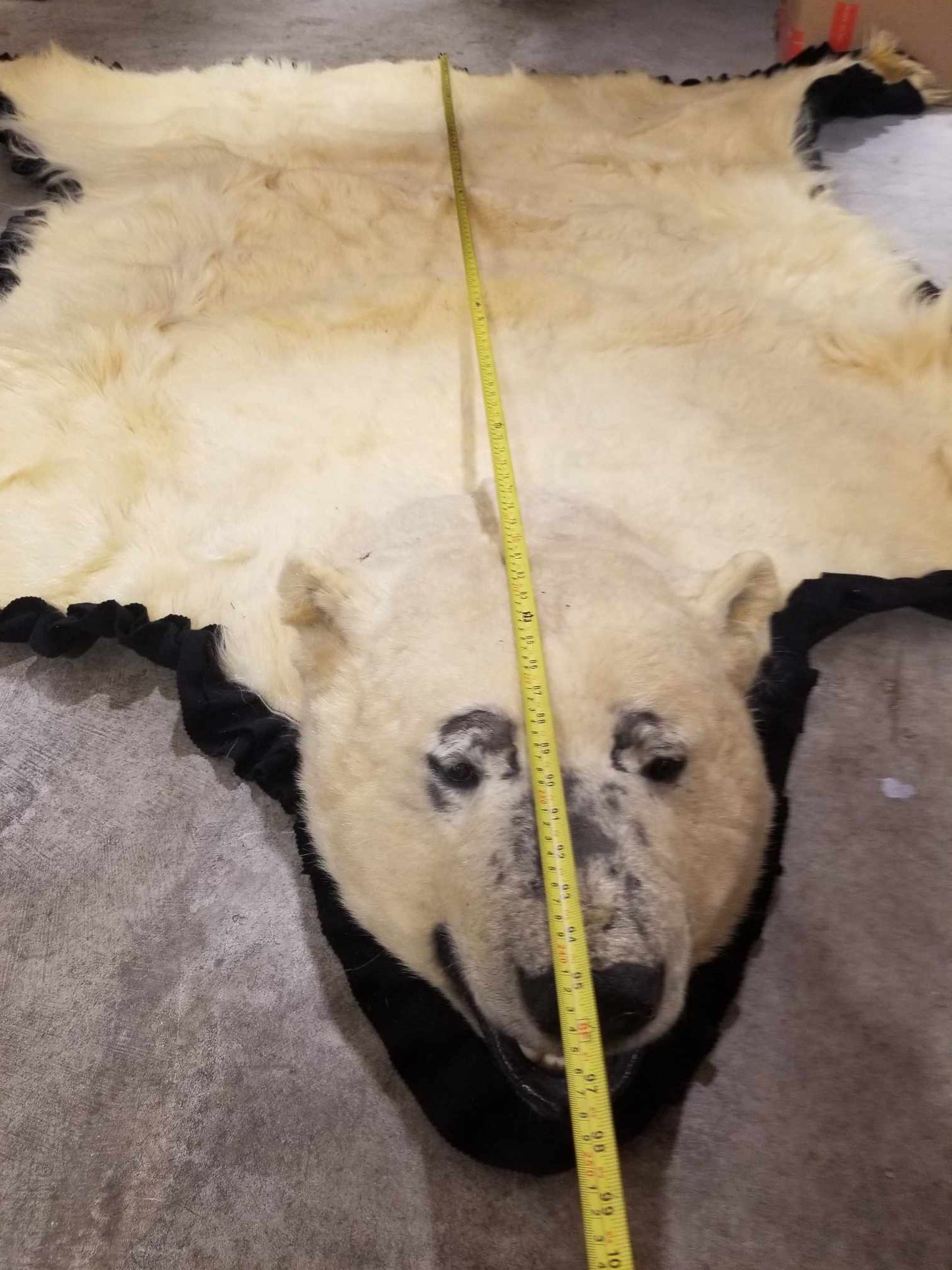 Polar Bear Fur - Rug 96 inches - Scarred