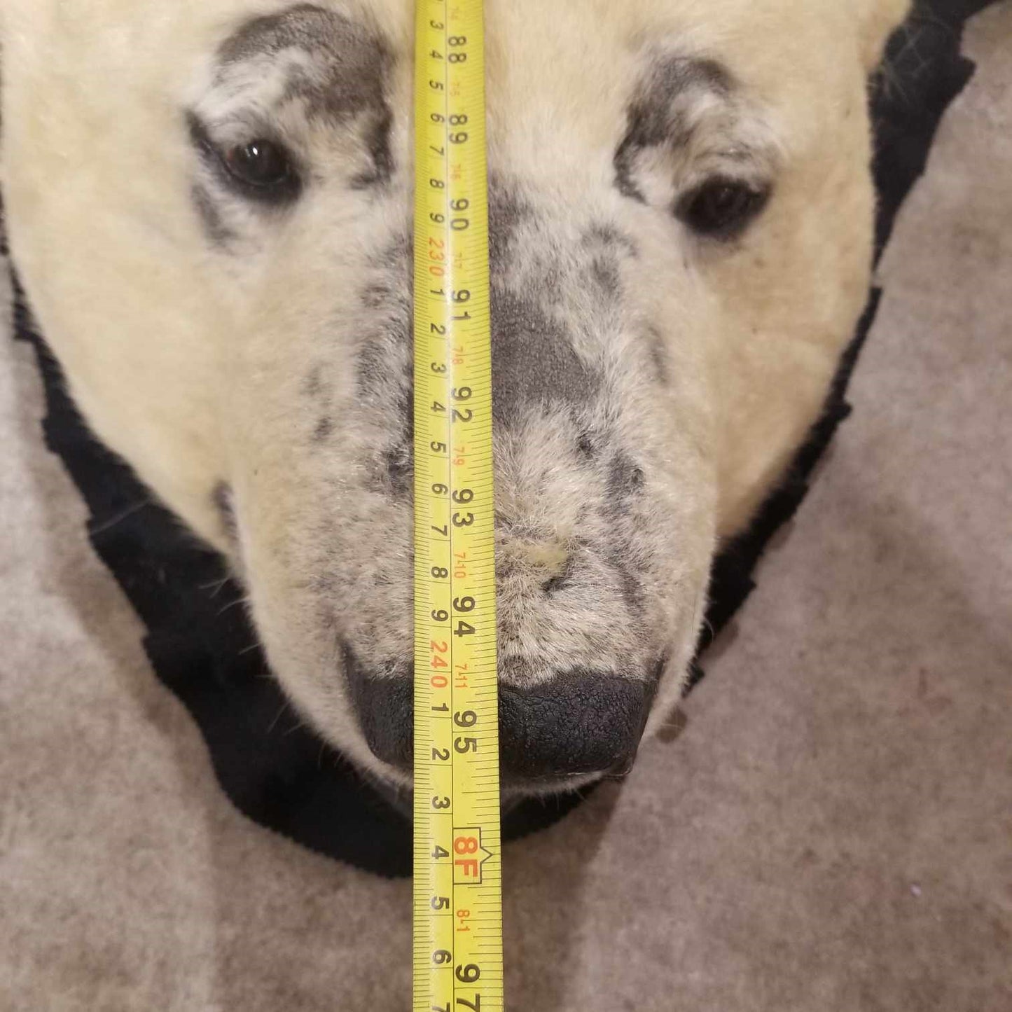Polar Bear Fur - Rug 96 inches - Scarred