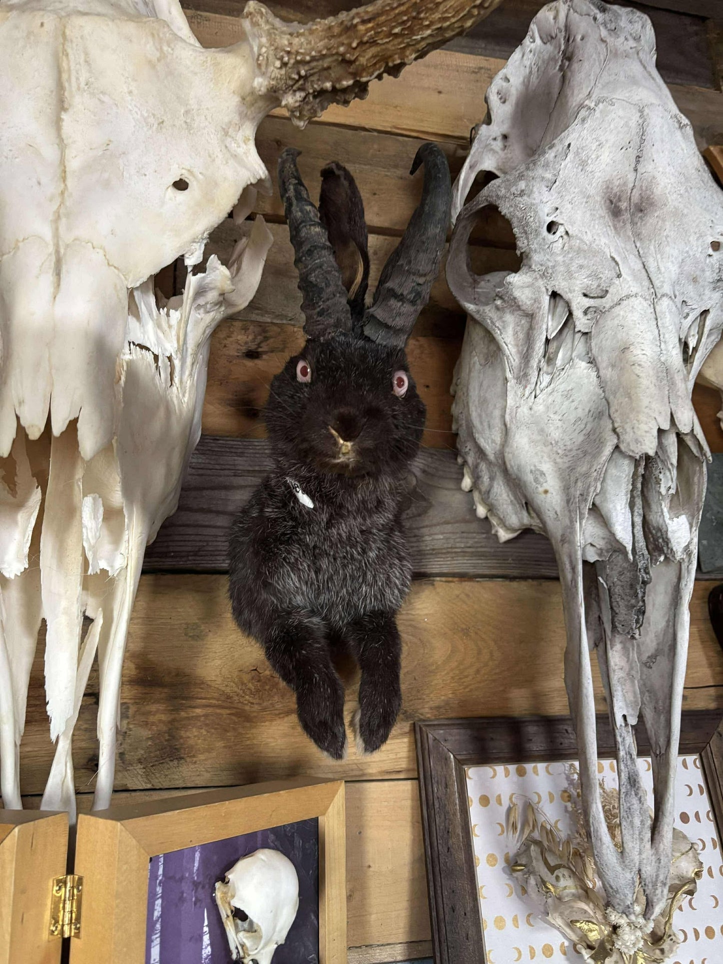 Demi-montures Jackalope