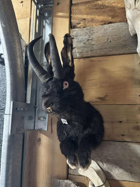 Demi-montures Jackalope