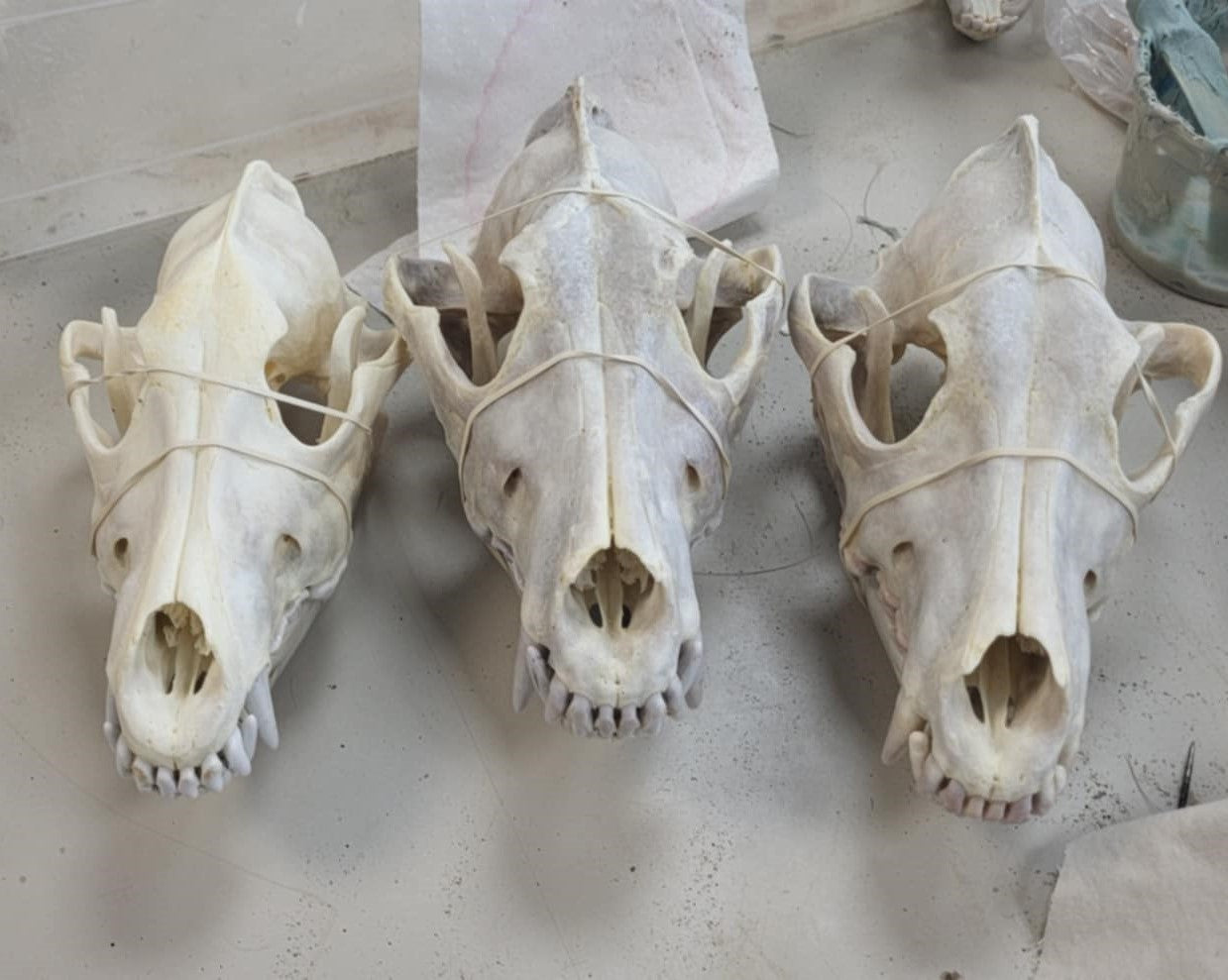 Wolf Skull Bleached