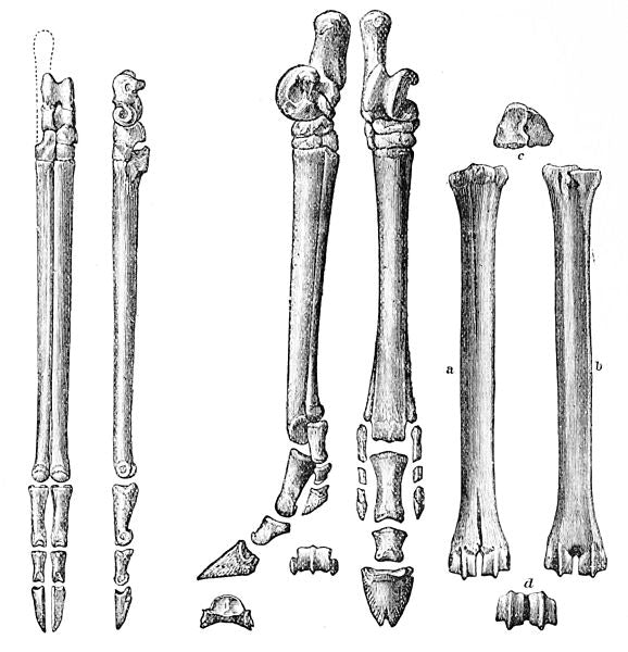 Metacarpal Deer Bone