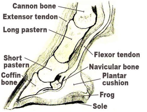 Short Pastern Deer Bone
