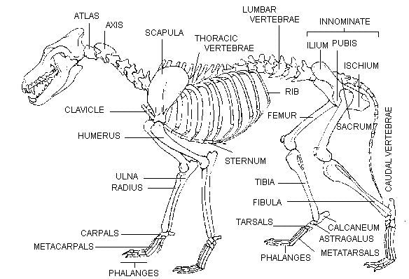 Os d'astragale de coyote